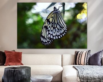 Prachtige zwart witte vlinder, hangend aan een takje van Vera Boels