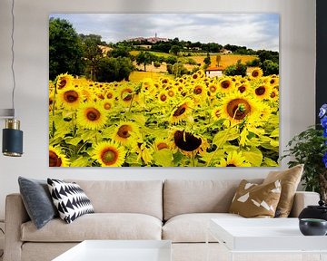veld met zonnebloemen in Italie