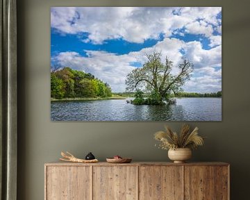 Trees in a lake sur Rico Ködder