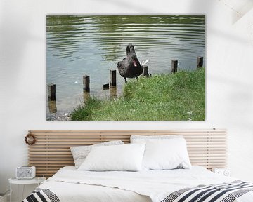 Black Swan