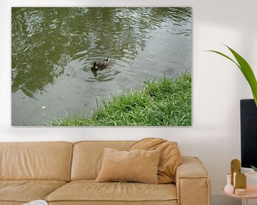 Swimming Duck