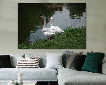 Geese