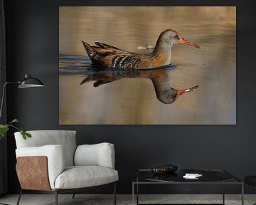 Water Rail with it's reflection in the water.