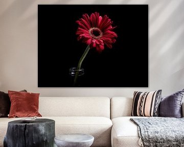 Gerbera van Lex Schulte