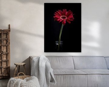 Gerbera #2 von Lex Schulte