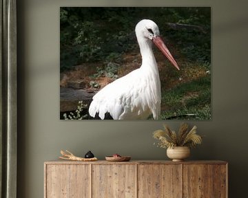 White Stork van Lyn Van Veldhoven