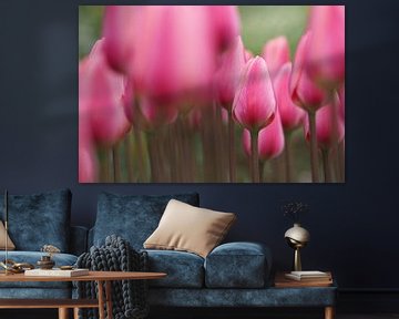 A field of pink tulips. 