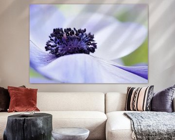 Close-up of an Anemone coronaria "Mr. Fokker" . 