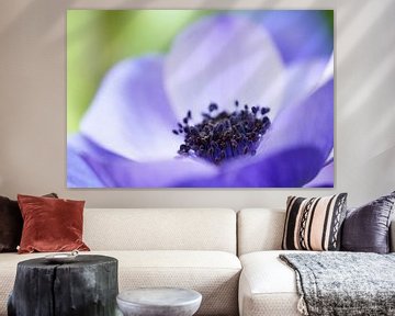 Close-up of an Anemone coronaria "Mr. Fokker" .  by Astrid Brouwers