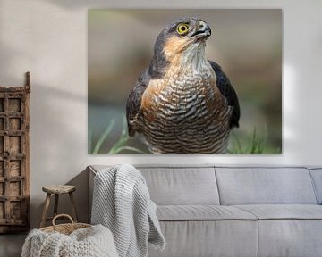 Close-up of a male hawk.  sur Astrid Brouwers