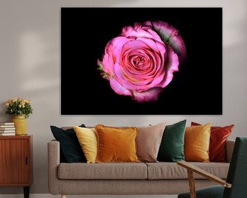Roze roos op een zwarte achtergrond van Yvon van der Wijk