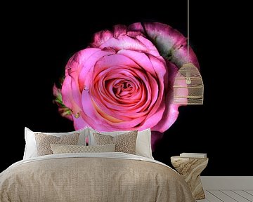 Pink rose on black background by Yvon van der Wijk