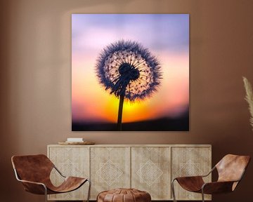 Dandelion during sunset von Edwart Visser