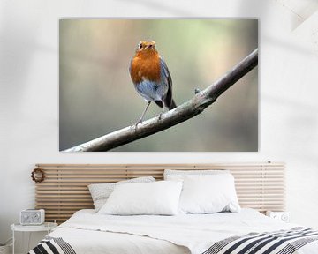 Robin on a branch