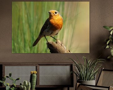 Robin on a branch by Astrid Brouwers