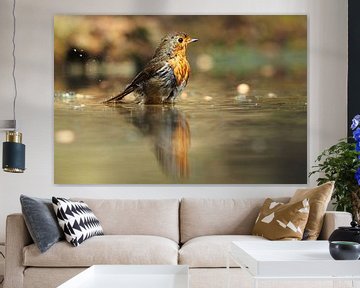 Robin with his reflection by Astrid Brouwers