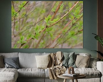 Spring leafs sur Gera Wijlens