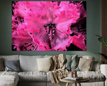 pink/black rhododendron  by Gera Wijlens
