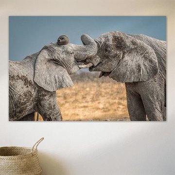 Loving elephants Namibie