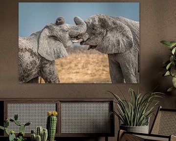Knuffelende olifanten Namibie van Family Everywhere