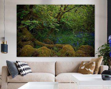 Forêt de conte de fées en Irlande 1 sur Bo Scheeringa Photography