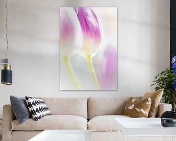Tulips in high key