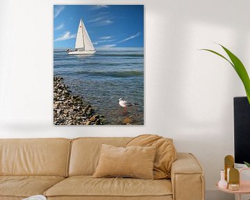 Sailboat on the coast with seagull