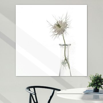 wit, white, weise, blanc