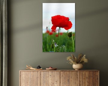 Klaproos. von Ine Tops