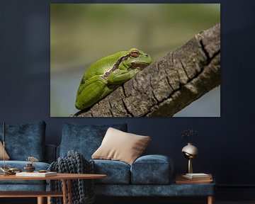 treefrog by Eelke Cooiman