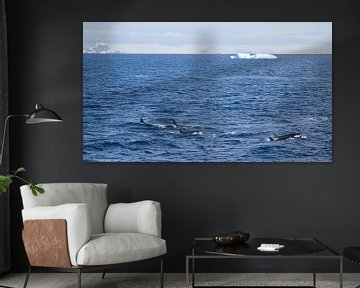 Orca familie by Eric de Haan