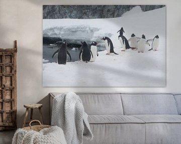 Pinguïn Vergadering van Eric de Haan