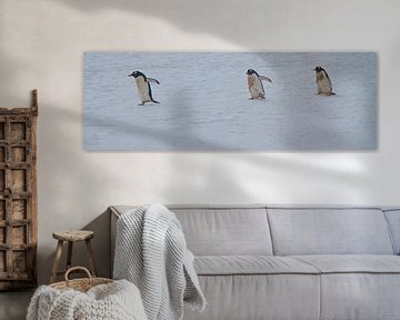 vieze pinguïns op weg naar de zee voor eten by Eric de Haan