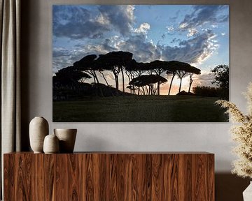 The Baratti Pine Trees van Joachim G. Pinkawa