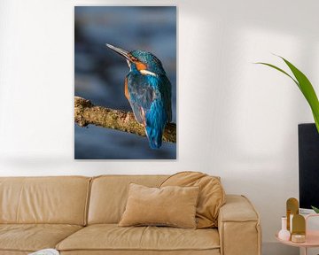 Kingfisher looks up by Eelke Cooiman