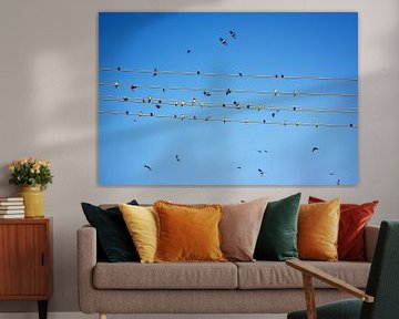 Swallows on wire