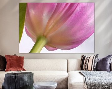 Unterseite einer Tulpenblüte by Monika Scheurer