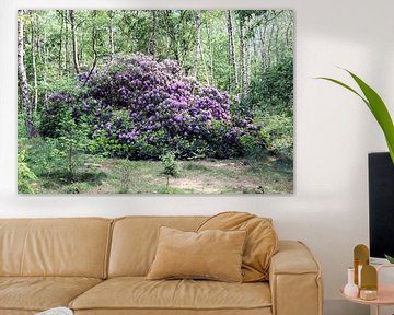 Giant purple rhododendron plant in bark forest van ChrisWillemsen