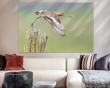 Black-tailed godwit flies away by Erik Veldkamp