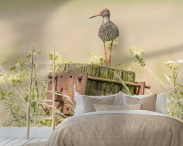 Common redshank on the lookout by Erik Veldkamp