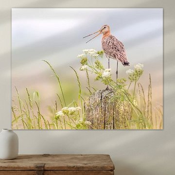 La barge à queue noire prévient sa famille sur Erik Veldkamp