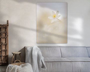 Wood anemone in cream by Erik Veldkamp