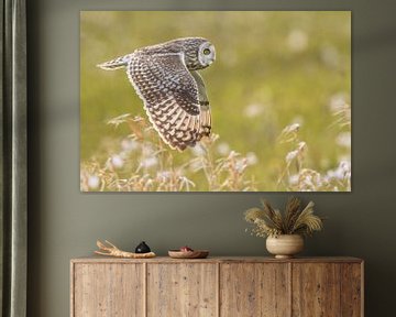 Short-eared owl in flight by Erik Veldkamp