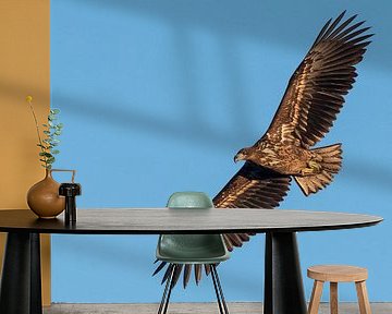 Bald eagle through the bend by Erik Veldkamp