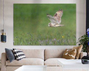 Short-eared owl hunting by Erik Veldkamp