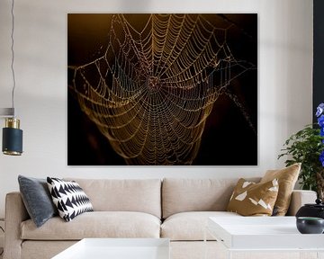 Spider web by Erik Veldkamp