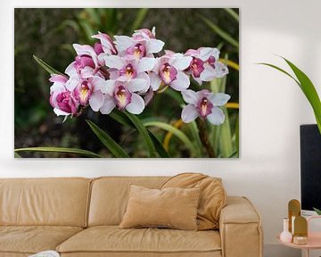 Orchidea, Orchid on madeira island sur ChrisWillemsen