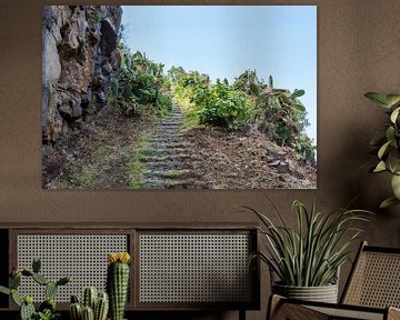 rocks with flowers and cactus