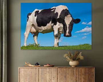 Zwartbonte koe kijkt nieuwsgierig van Ruud Morijn