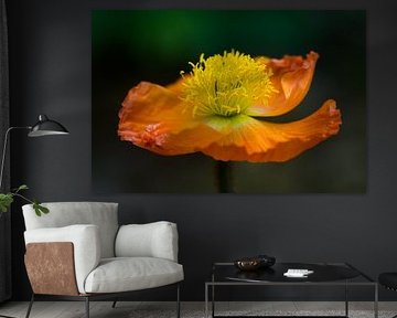 Orangefarbener Mohn